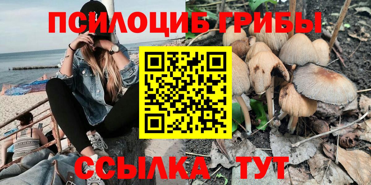 хочу   Вход с VPN  Чебоксары  Галлюциногенные грибы Psilocybe 